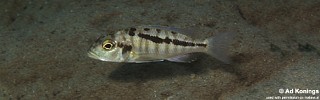 Buccochromis heterotaenia 'Masinje'.jpg
