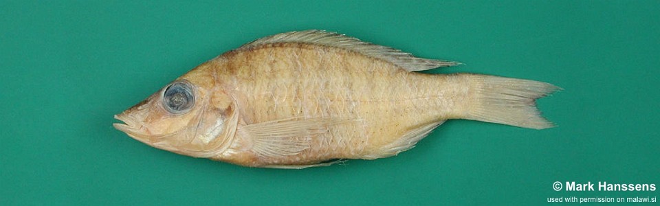 Placidochromis acutirostris 'Matema'