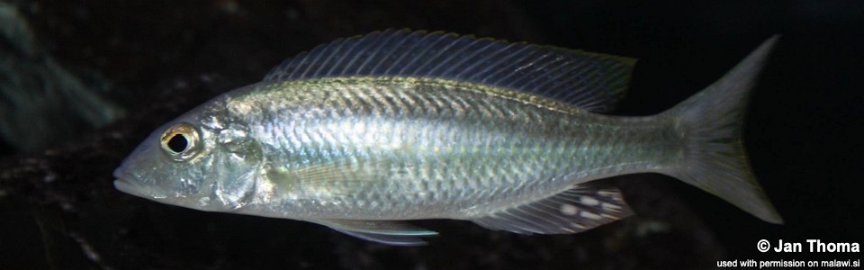 Mylochromis ensatus 'Mazinzi Reef'