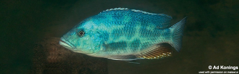 Nimbochromis polystigma 'Mazinzi Reef'