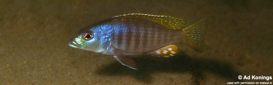 Sciaenochromis psammophilus 'Mazinzi Reef'