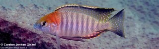 Lethrinops sp. 'red cap tsano' Mazinzi Reef.jpg