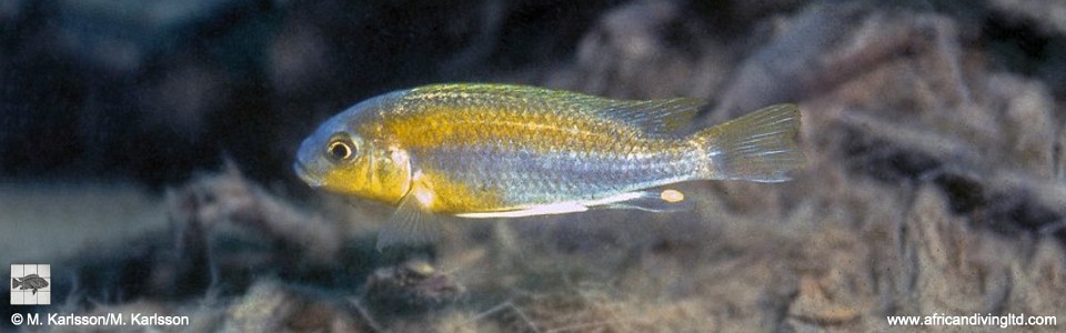 Gephyrochromis sp. 'yellow' Mbamba Bay
