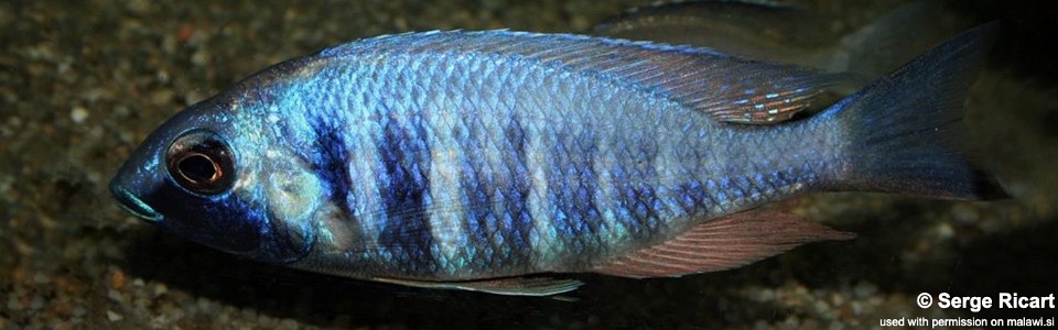 Placidochromis sp. 'electra blue' Mbamba Bay
