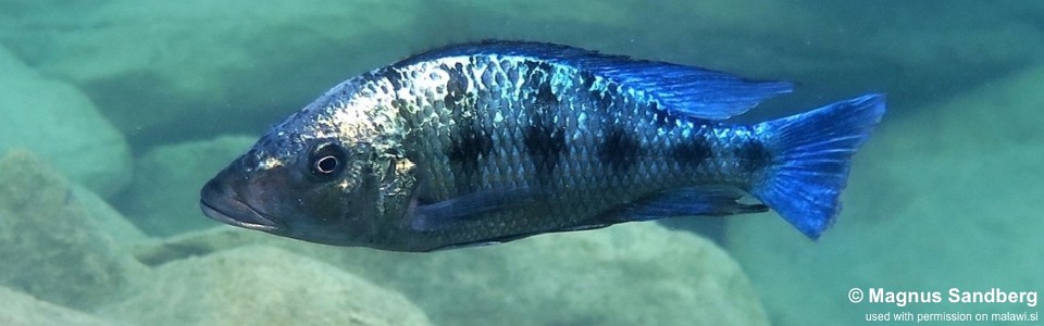 Fossorochromis rostratus 'Mbenji Island'