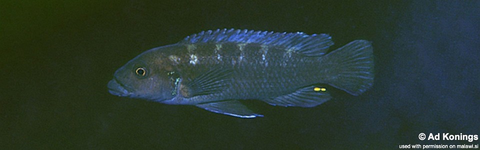 Melanochromis sp. 'robustus mbenji' Mbenji Island