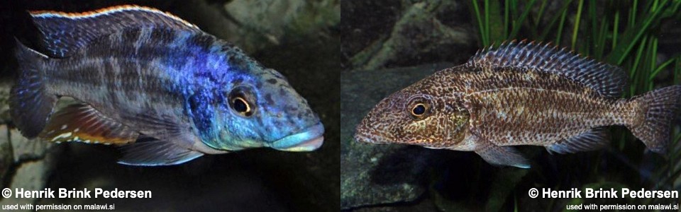 Nimbochromis linni 'Mbenji Island'