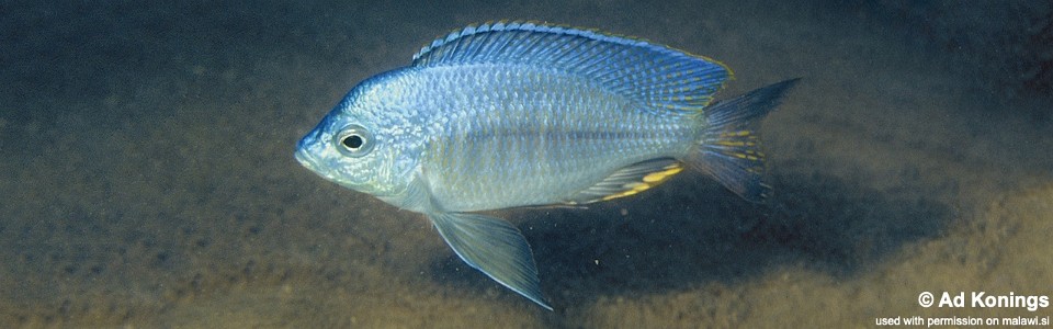 Nyassachromis serenus 'Mbenji Island'