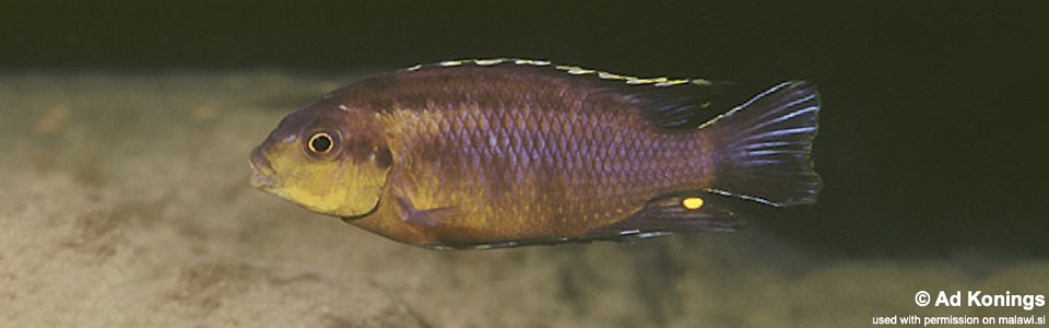 Petrotilapia sp. 'fuscous' Mbenji Island