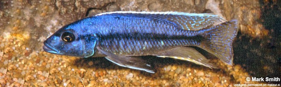 Taeniochromis holotaenia 'Mbenji Island'