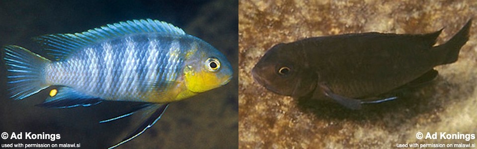 Tropheops sp. 'mbenji blue' Mbenji Island