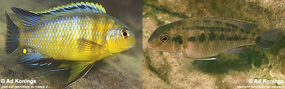 Tropheops sp. 'mbenji yellow' Mbenji Island