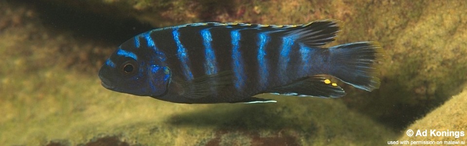 Labidochromis sp. 'hora' Mbowe Island