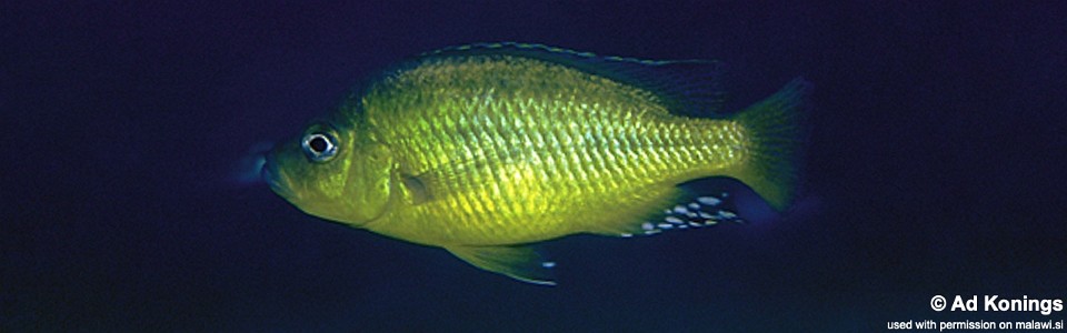 'Hemitaeniochromis' sp. 'spilopterus yellow' Mdoka