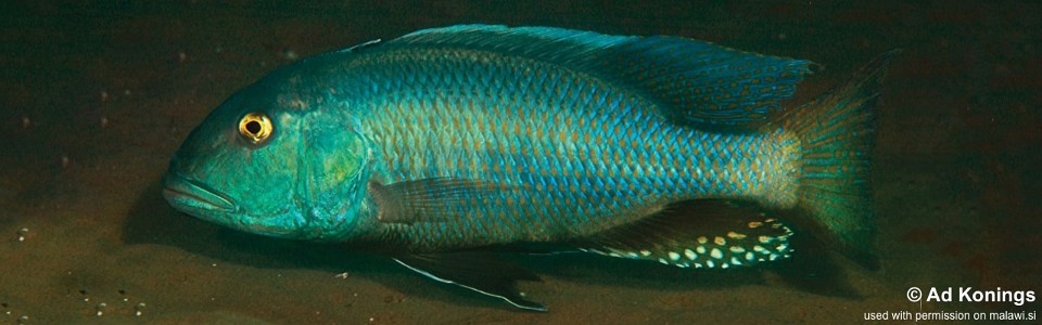 Buccochromis nototaenia 'Mdoka'