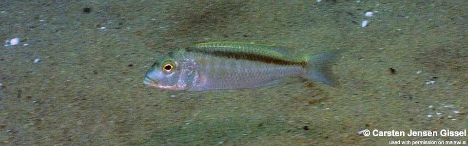 Buccochromis spectabilis 'Mdowa'
