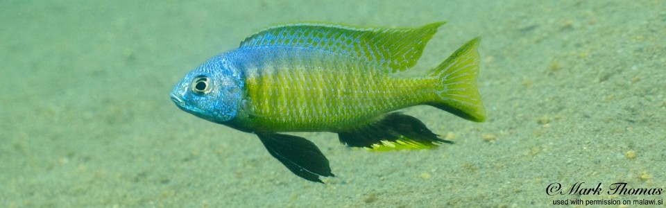 Nyassachromis microcephalus 'Mdowa'