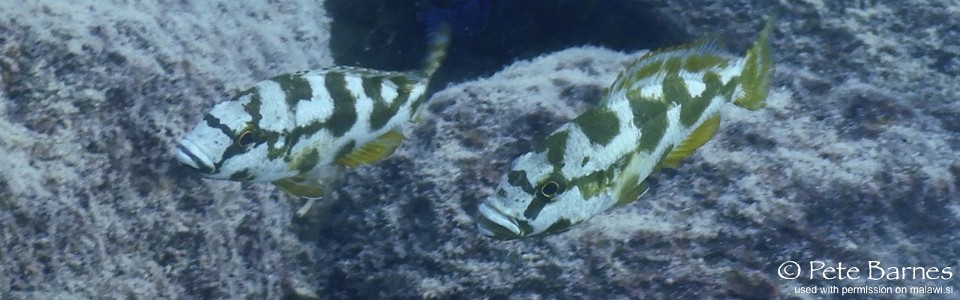 Nimbochromis livingstonii 'Membe Point'