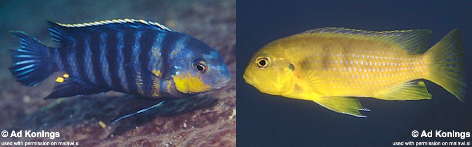 Tropheops sp. 'lumessi blue' Meponda