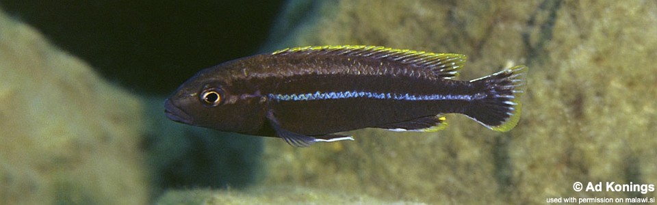 Melanochromis mossambiquensis 'Metangula'