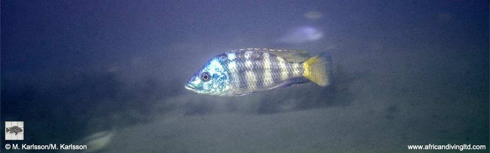 Placidochromis johnstoni 'Metangula'