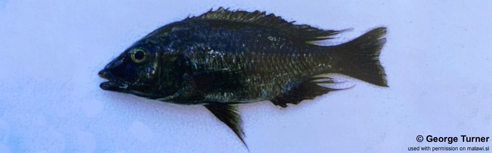 Placidochromis sp. 'phenochilus metangula' Metangula