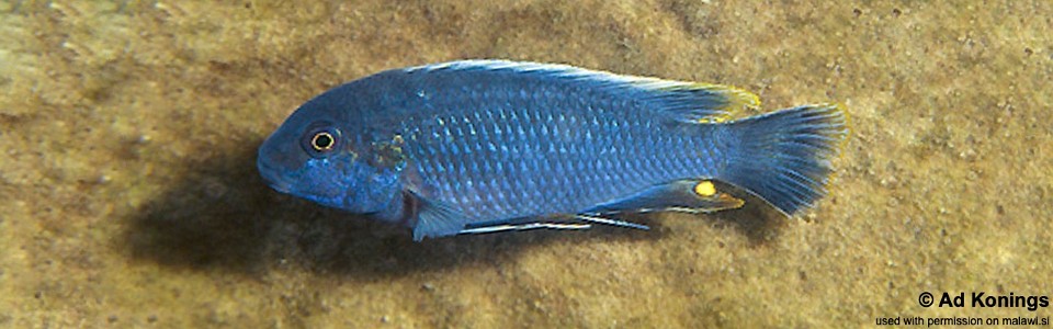 Pseudotropheus sp. 'lucerna blue mozambique' Metangula