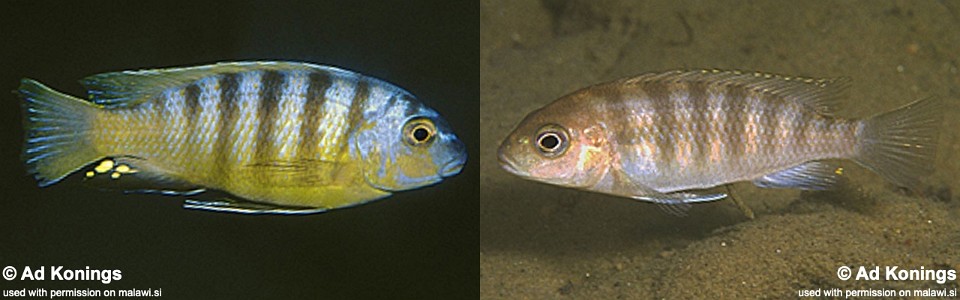 Gephyrochromis sp. 'patricki minos' Minos Reef<br><font color=gray>Maylandia sp. 'patricki minos' Minos Reef</font> 