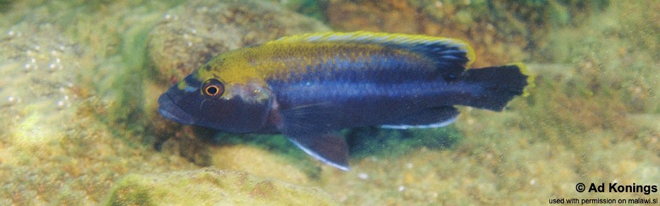 Melanochromis melanopterus 'Minos Reef'