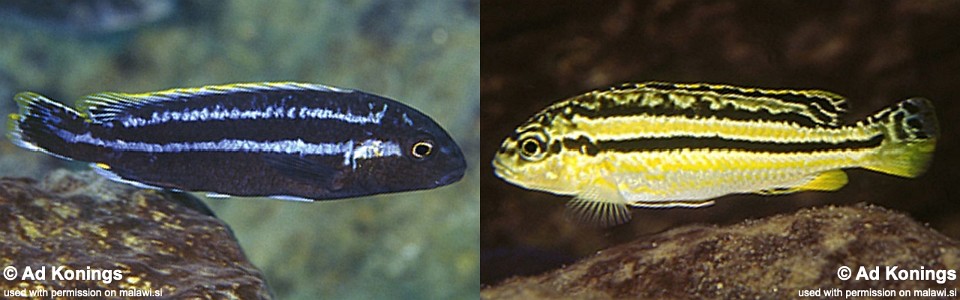 Melanochromis mossambiquensis 'Minos Reef'