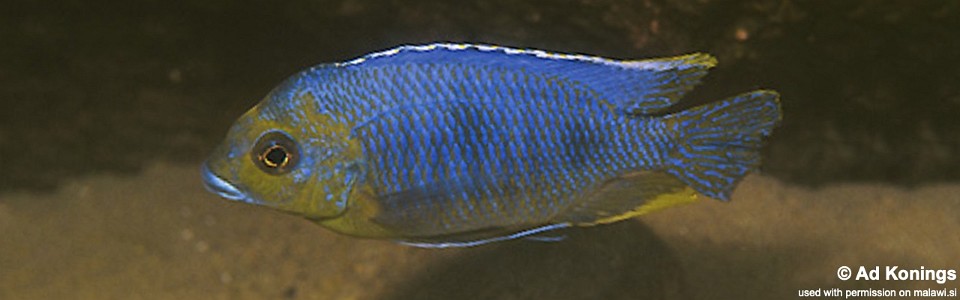 Otopharynx sp. 'auromarginatus goldhead' Minos Reef