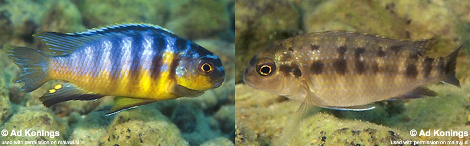 Tropheops tropheops 'Minos Reef'<br><font color=gray>Tropheops sp. 'broadmouth' Minos Reef</font> 