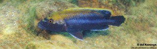 Melanochromis melanopterus 'Minos Reef'.jpg