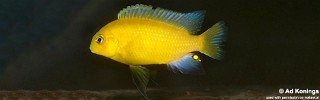 Tropheops sp. 'mauve yellow' Minos Reef.jpg