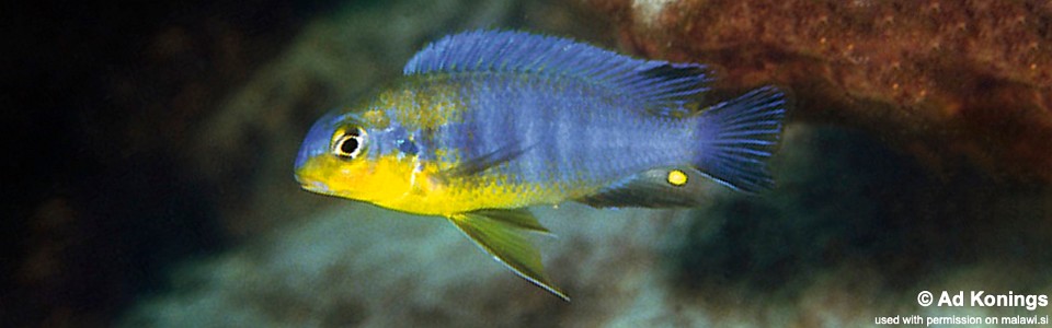 Tropheops sp. 'yellow chin' Mkanila Bay