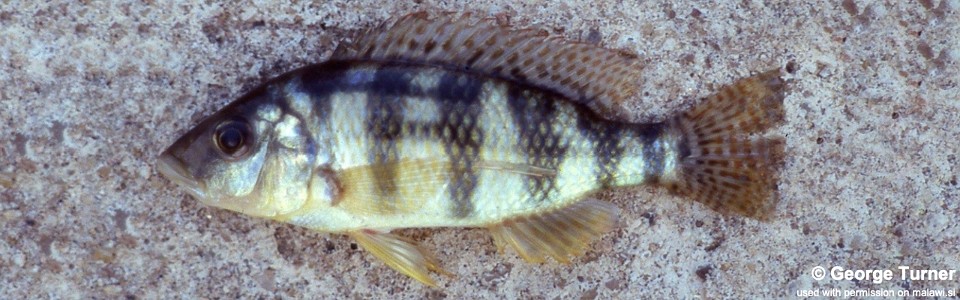 Placidochromis johnstoni 'Monkey Bay'