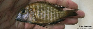 Lethrinops sp. 'deep-water albus yellow' Monkey Bay.jpg