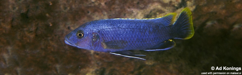 Melanochromis mpoto 'Mphanga Rocks'