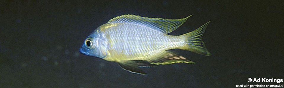 Nyassachromis sp. 'mphanga' Mphanga Rocks