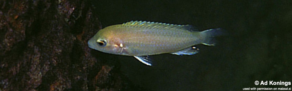 Labidochromis mylodon 'Mumbo Island'