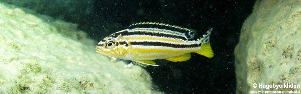 Melanochromis auratus 'Mumbo Island'