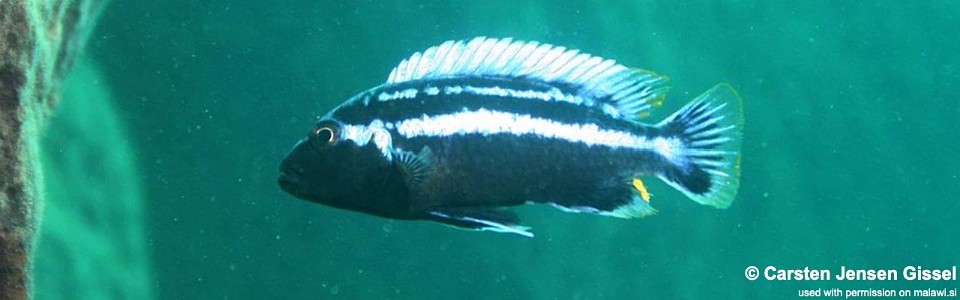 Melanochromis heterochromis 'Mumbo Island'