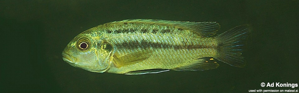 Melanochromis robustus 'Mumbo Island'