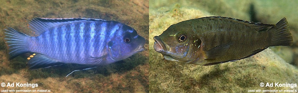 Petrotilapia mumboensis 'Mumbo Island'<br><font color=gray>Petrotilapia sp. 'mumbo blue'</font> 