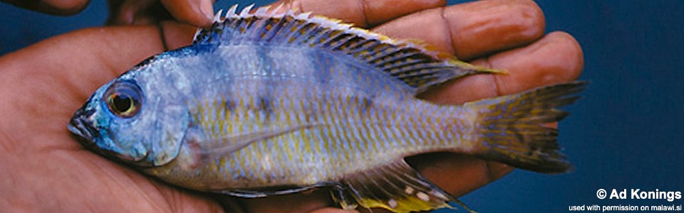 Placidochromis sp. 'longimanus mumbo' Mumbo Island