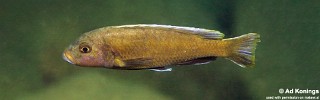 Genyochromis mento 'Nakantenga Island'.jpg