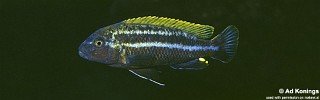 Melanochromis heterochromis 'Nakantenga Island'.jpg