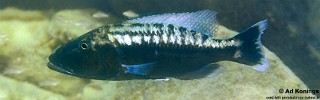 Tyrannochromis polyodon 'Nakantenga Island'.jpg