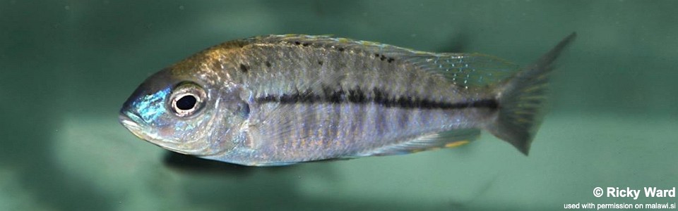 Nyassachromis prostoma 'Nametumbwe'