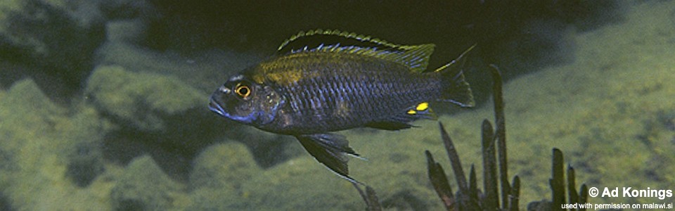 Cyathochromis obliquidens 'Narungu'